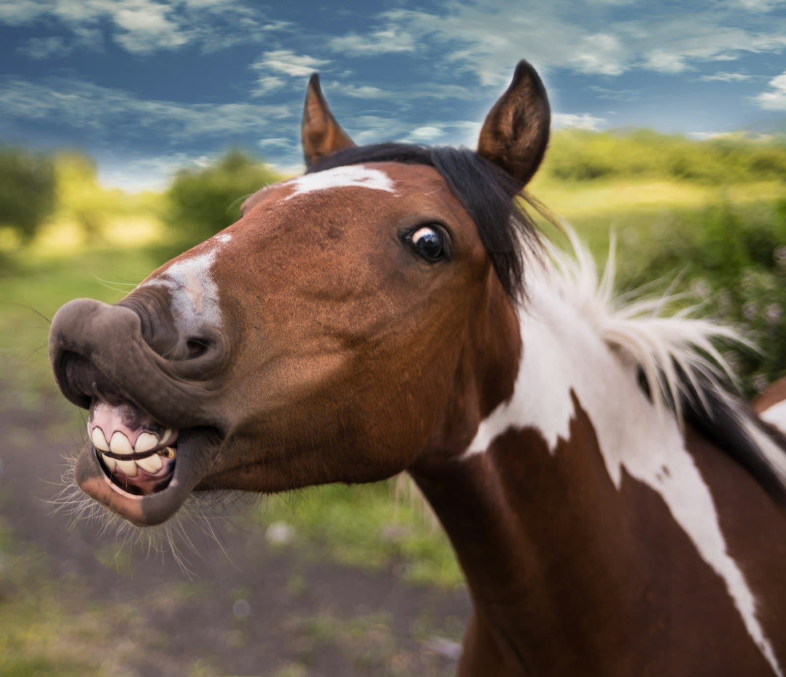 Horses grazing in open countryside