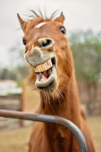 Close-up of a chestnut horse showing its teeth