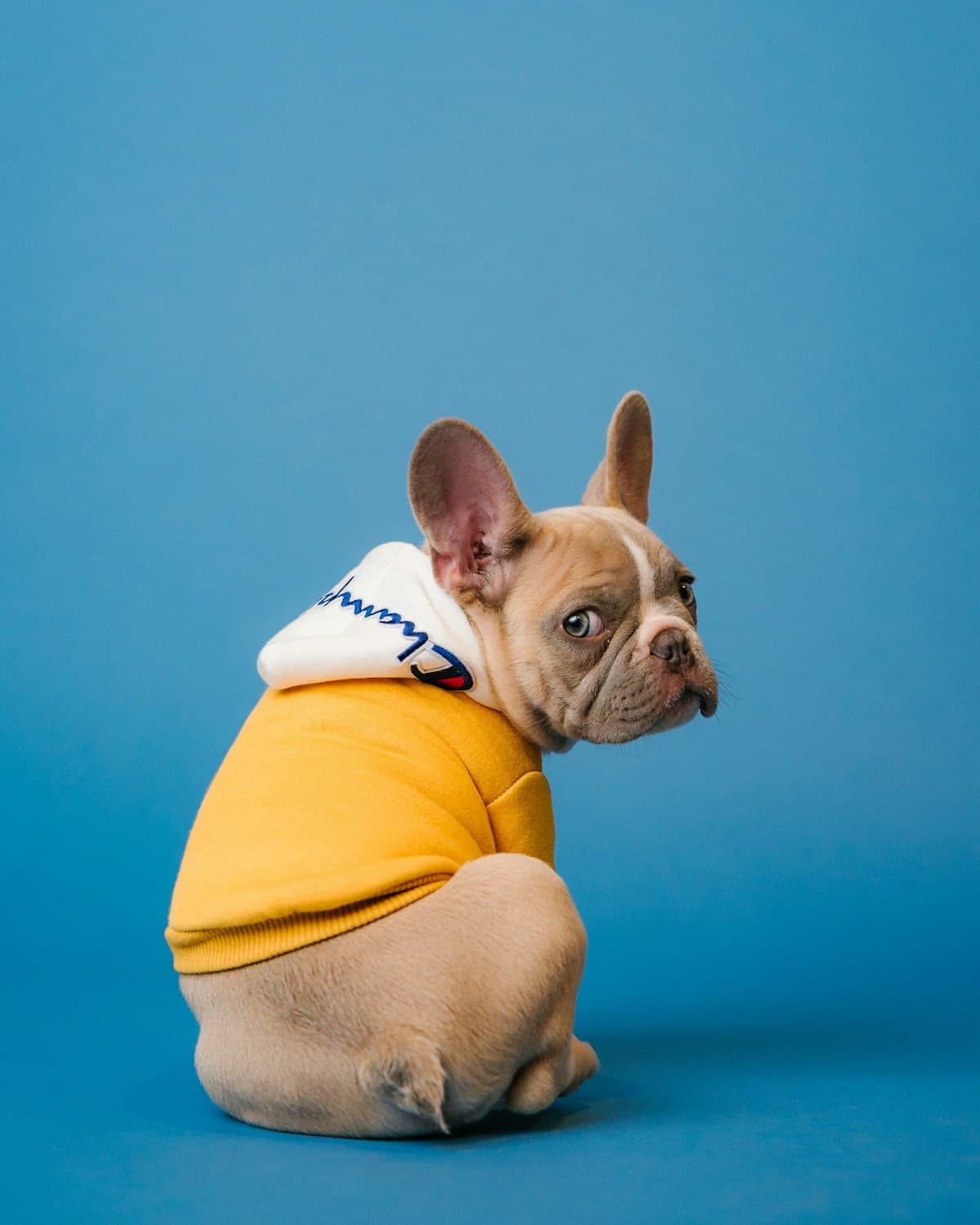 Happy dog — companion animal care