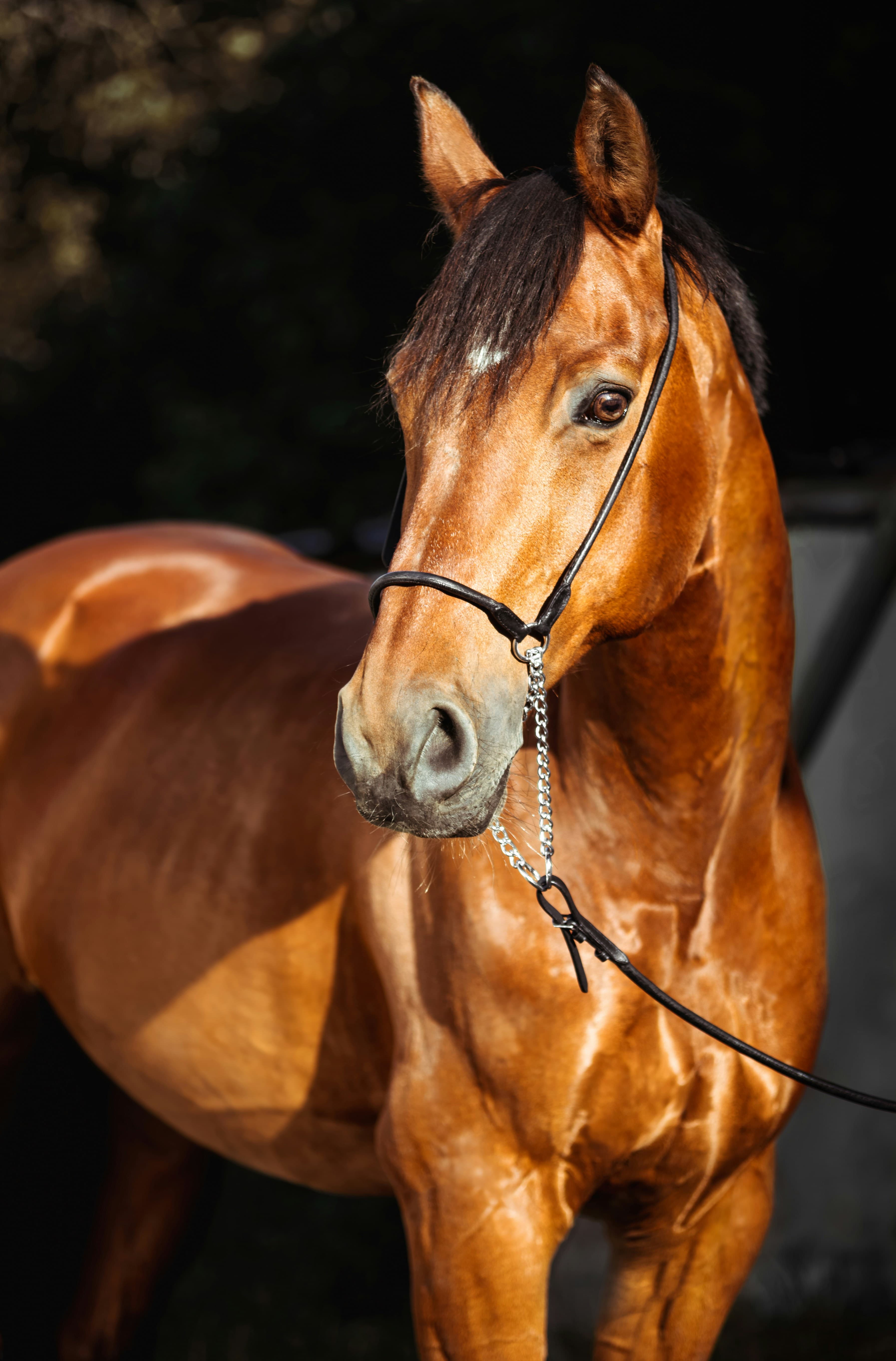 Bay horse portrait in warm daylight