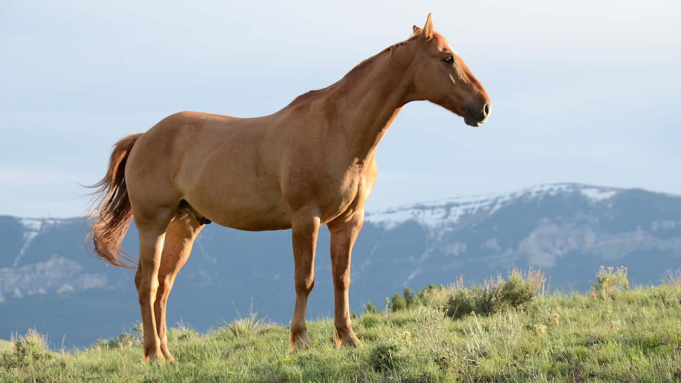 Horse close-up portrait