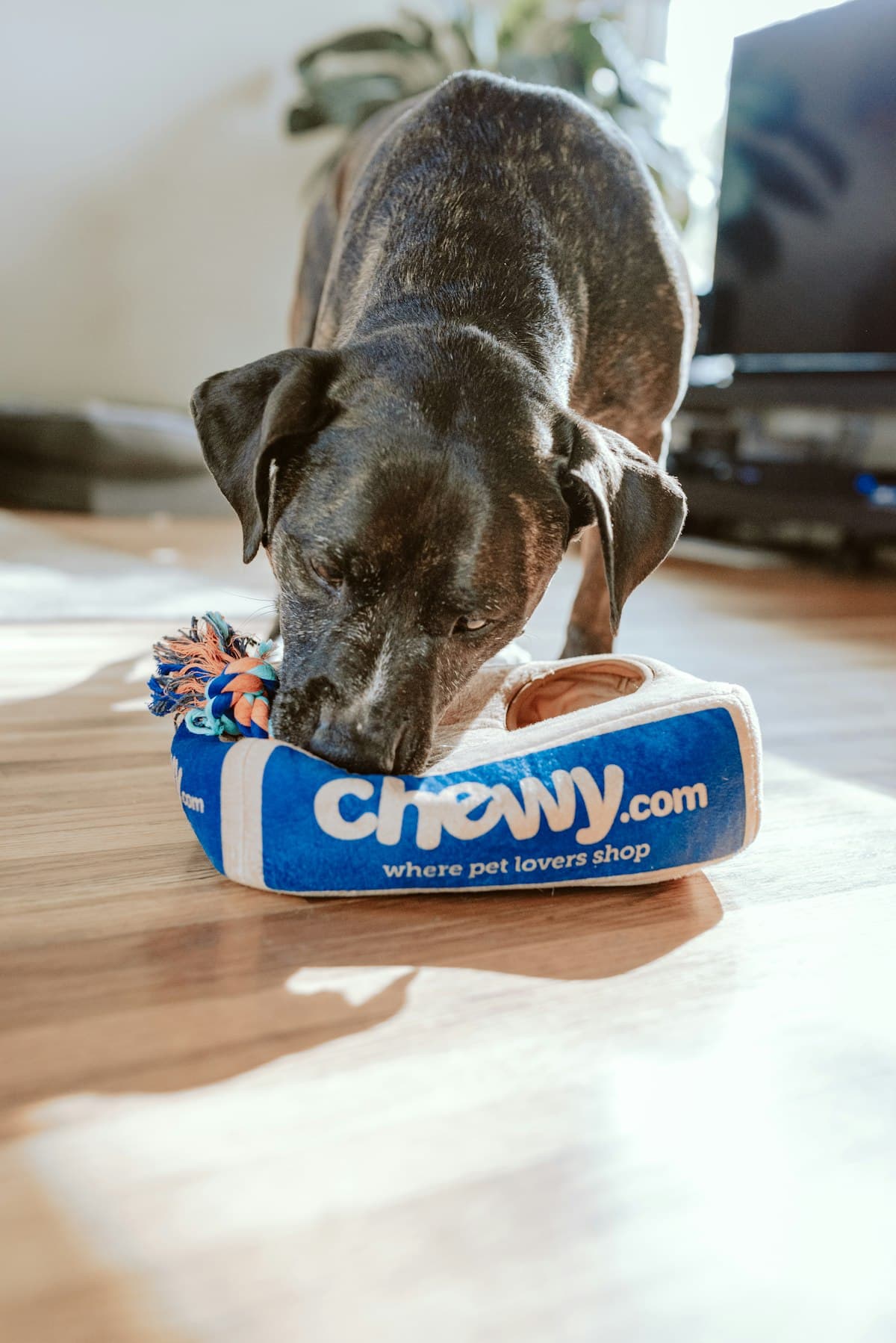 Owner and pet bond of care
