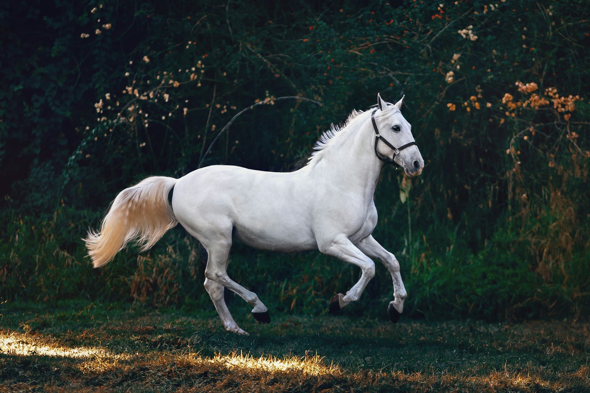 White horse in soft natural light