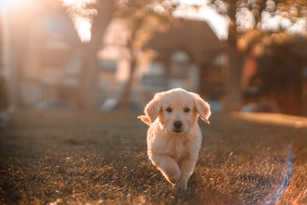 Veterinary clinical care moment